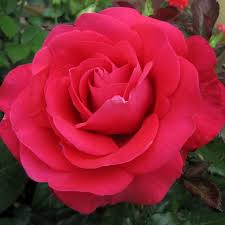 Rose In Love Again - Hybrid Tea - TNP - #32631