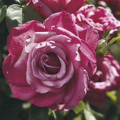 Rose Heirloom - TNP - Hybrid Tea - TNP - #29769
