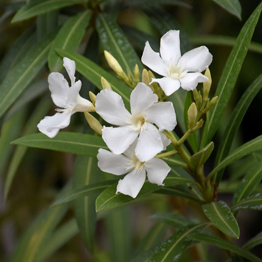 Oleander 'White' Tree Form - 1 Gallon - #583