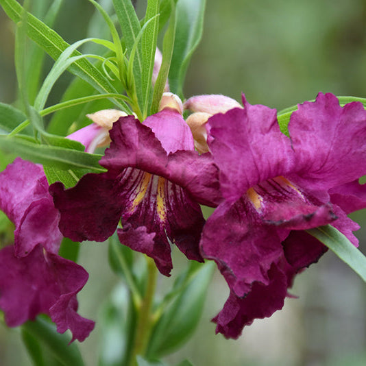 Willow Desert 'Burgundy' MLT - 5 Gallon - #27847