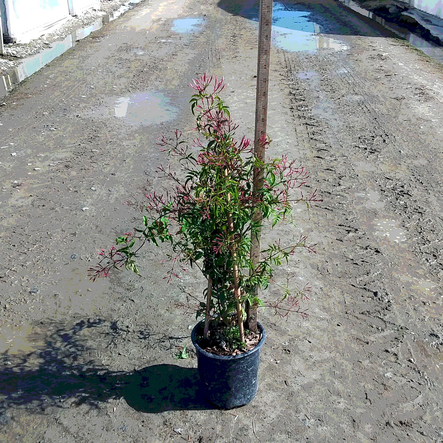Pink Climbing Jasmine - 1 Gallon  - #566