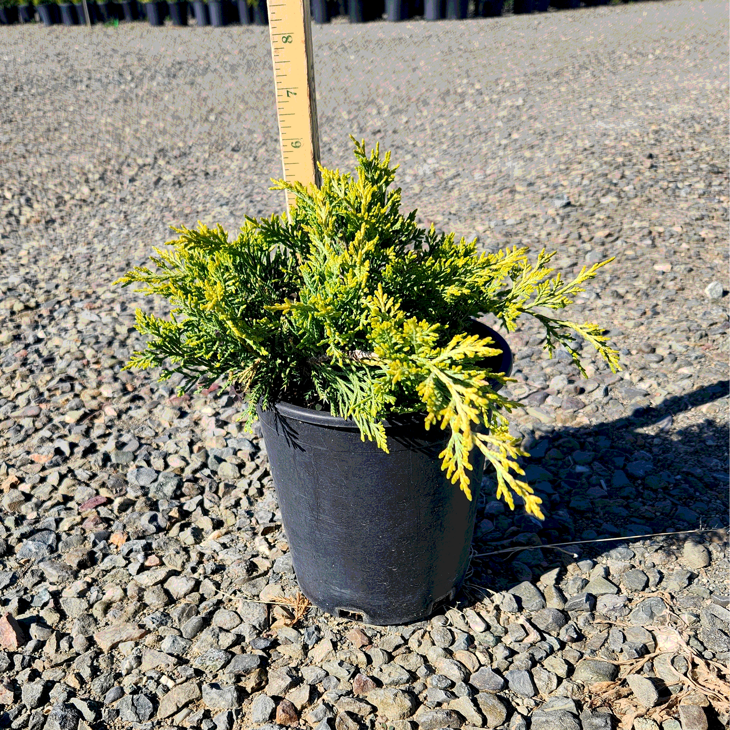 Old Gold Juniper - 1 Gallon - #860