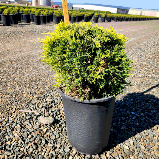 Old Gold Juniper - 5 Gallon - #864