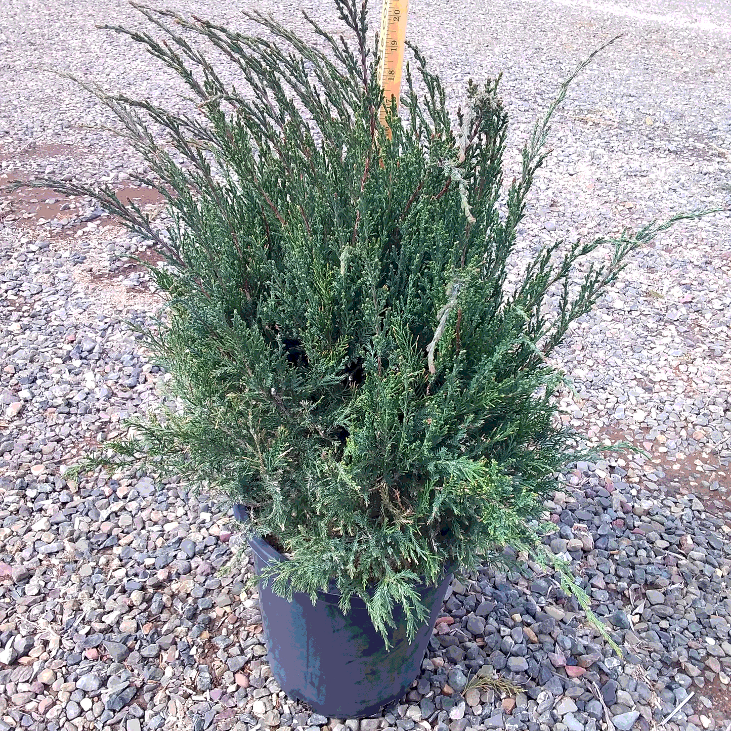 Sea Green Juniper - 5 Gallon - #417