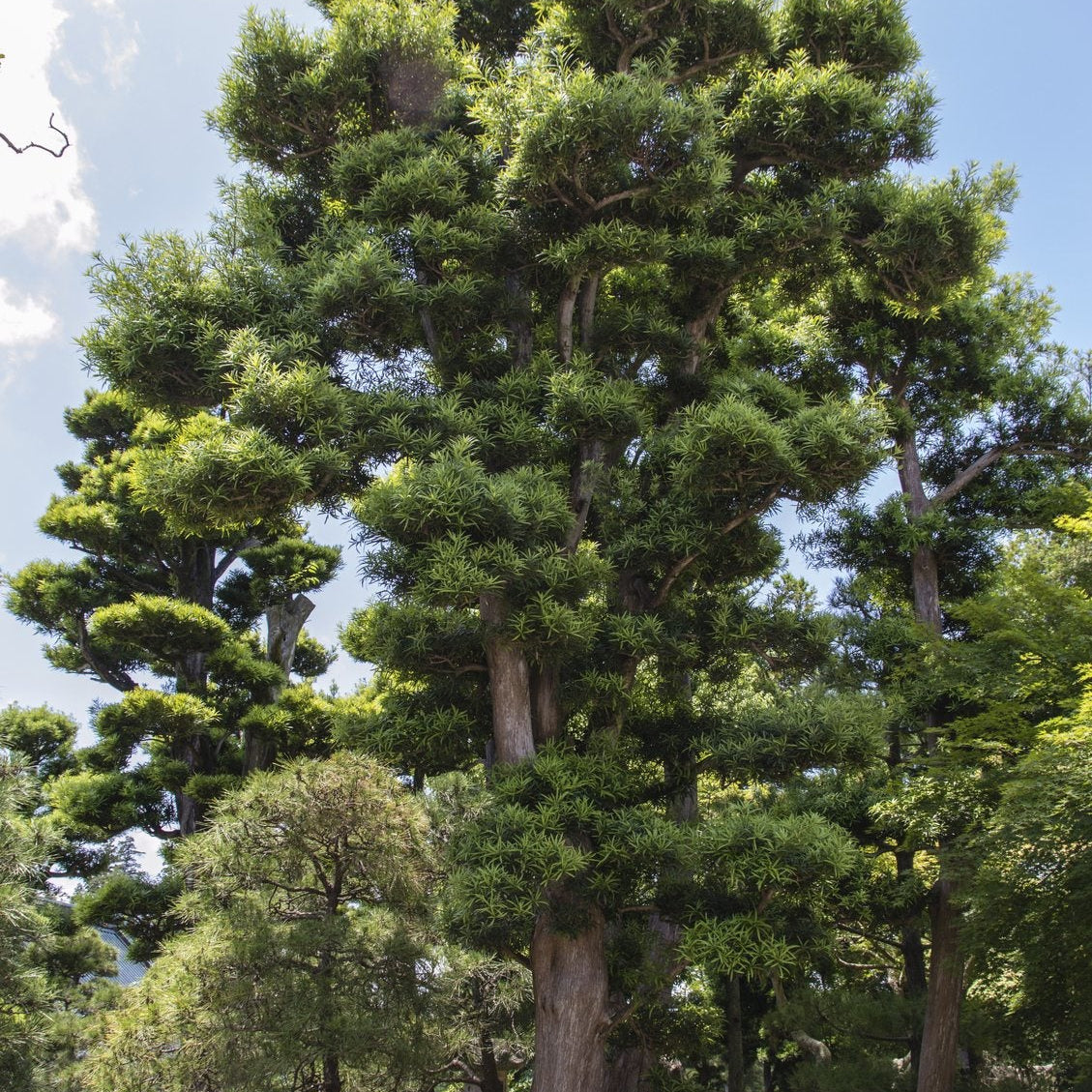 Pine Japanese Black 18" Bag - #6416