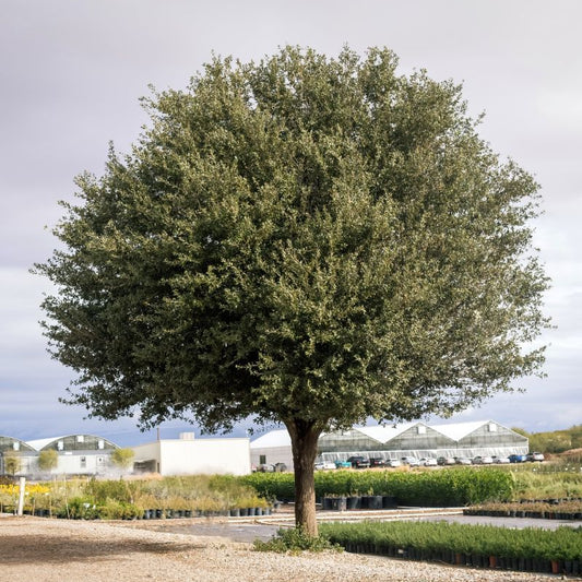 Oak Live 'Joan Lionetti' - 30 Gallon - #31096