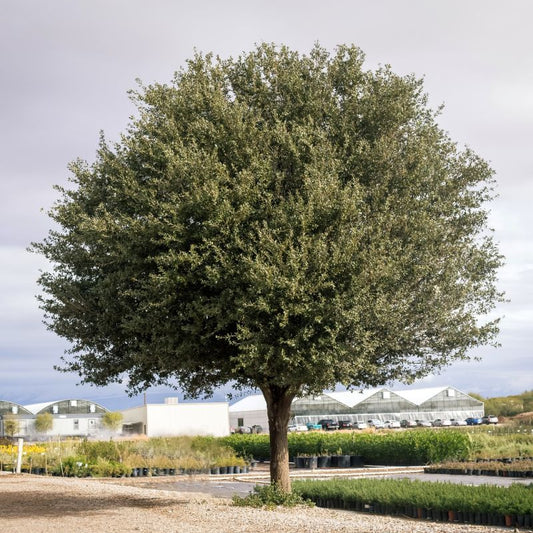 Joan Lionetti Live Oak - 15 Gallon - #26745