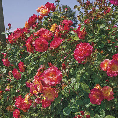 Rose Joseph's Coat - TNP - Climber - Tops N' Pots