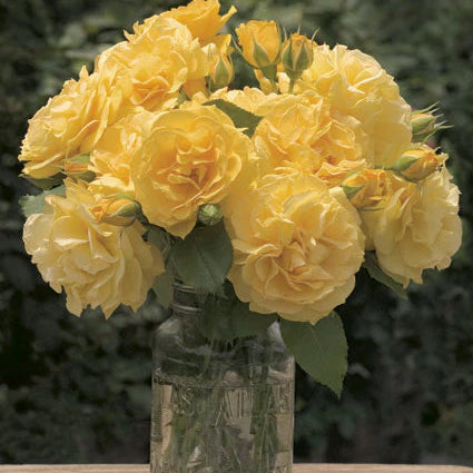 Rose Julia Child - Floribunda - #27809