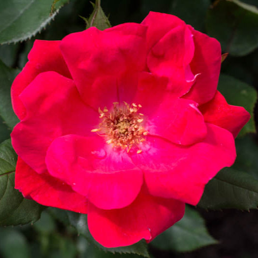 Rose Knock Out 'Red' - 3 Gallon - #30237