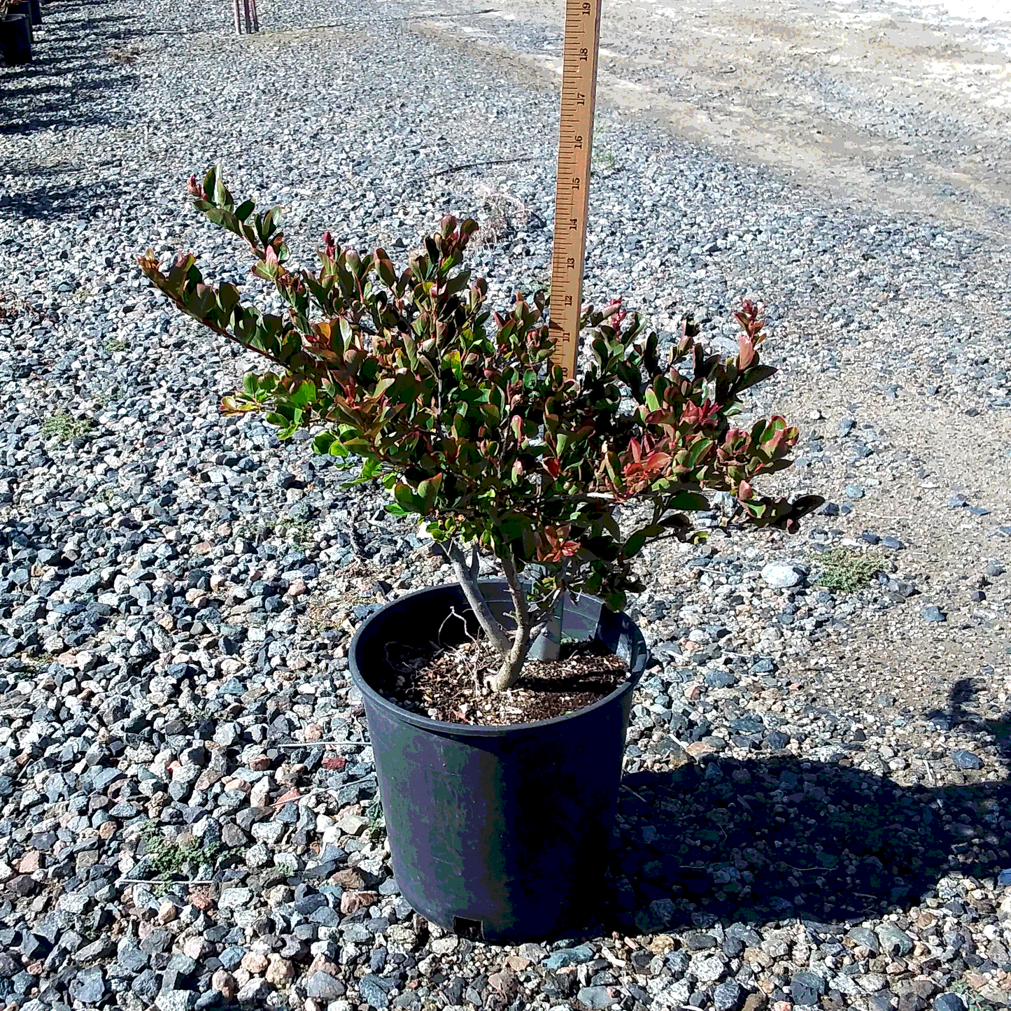 Bellini Raspberry Crape Myrtle - 2 Gallon - #33260