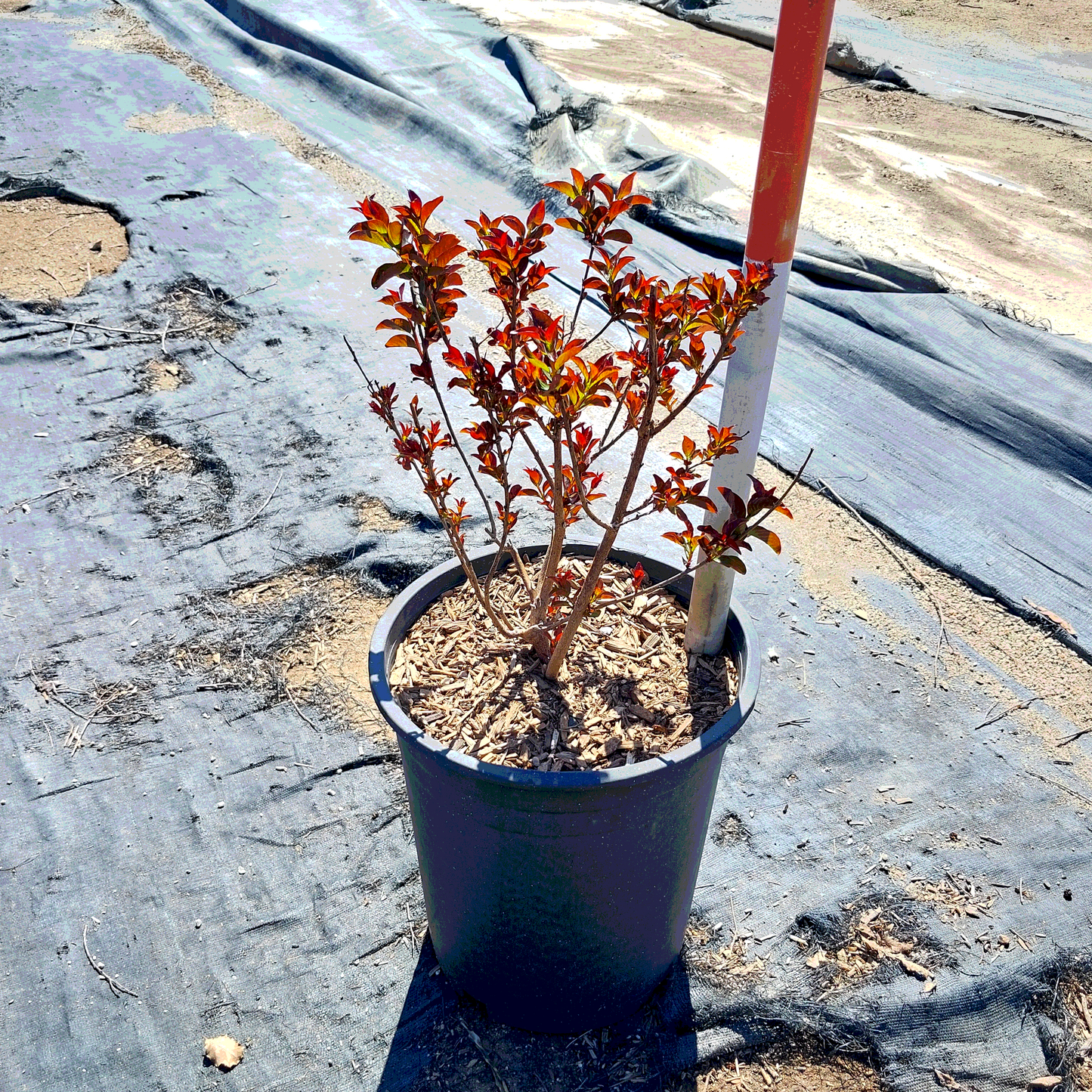 Double Dynamite Crape Myrtle Shrub - 5 Gallon - #32874