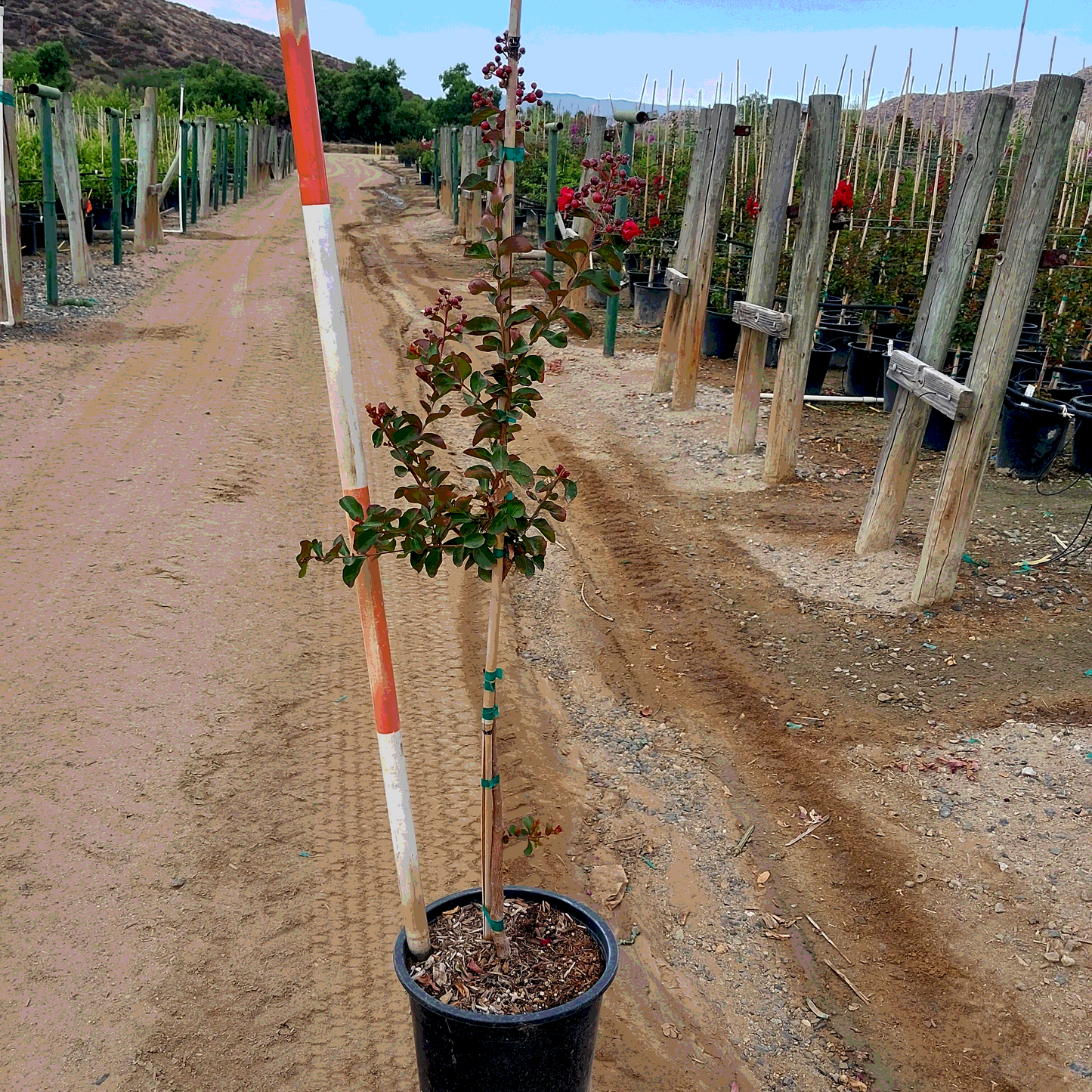 Dynamite Crape Myrtle -Single Trunk - 5 Gallon - #13474