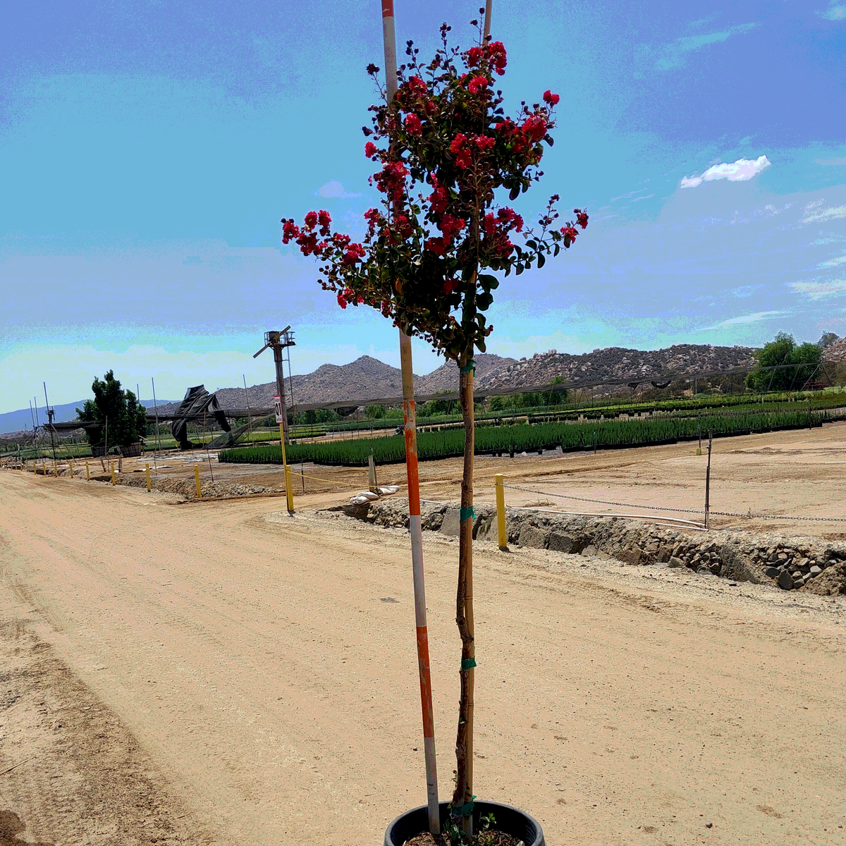 Dynamite Crape Myrtle - Single Trunk - 15 Gallon - #