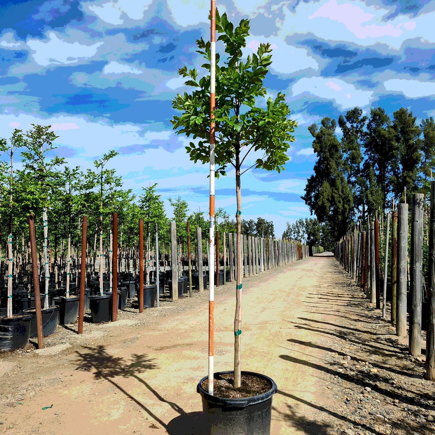 Natchez Crape Myrtle Tree - Single Trunk - 15 Gallon - #32884