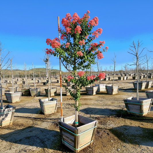 Tuscarora Crape Myrtle Tree - Single Trunk - 24" Box - #32816