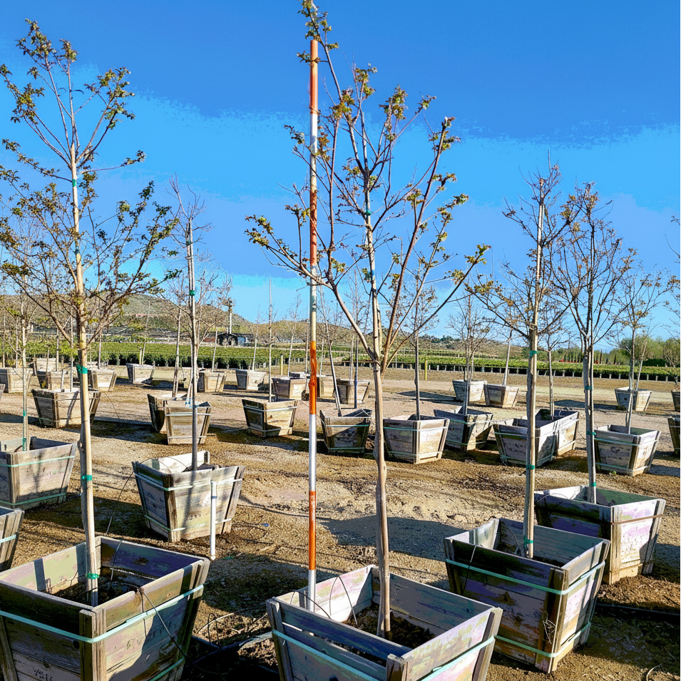 Zuni Crape Myrtle Tree - Single Trunk - 24" Box - #28321