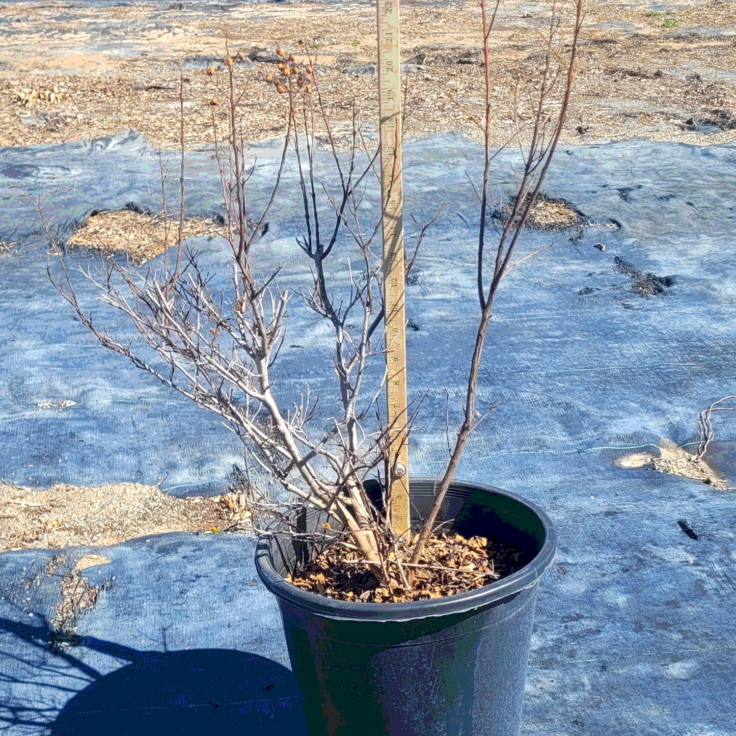 Crape Myrtle 'Zuni' MLT - 5 Gallon - #31601