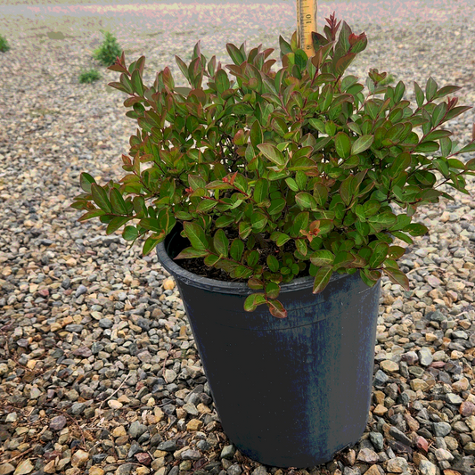 Dwarf Red Crape Myrtle - MLT - 5 Gallon - #20503