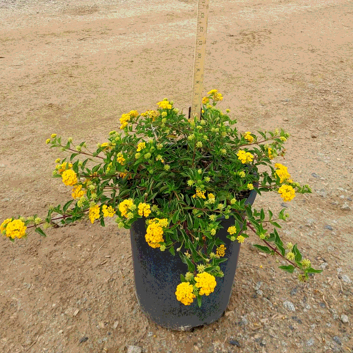 New Gold Lantana - 5 Gallon - #3564