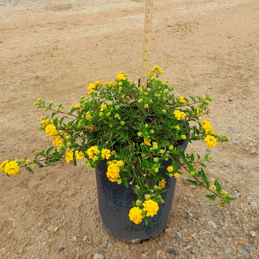 New Gold Lantana - 5 Gallon - #3564