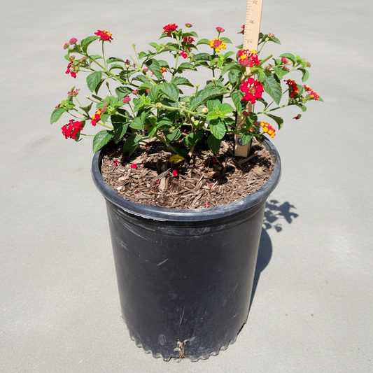 Dallas Red Lantana - 5 Gallon - #929