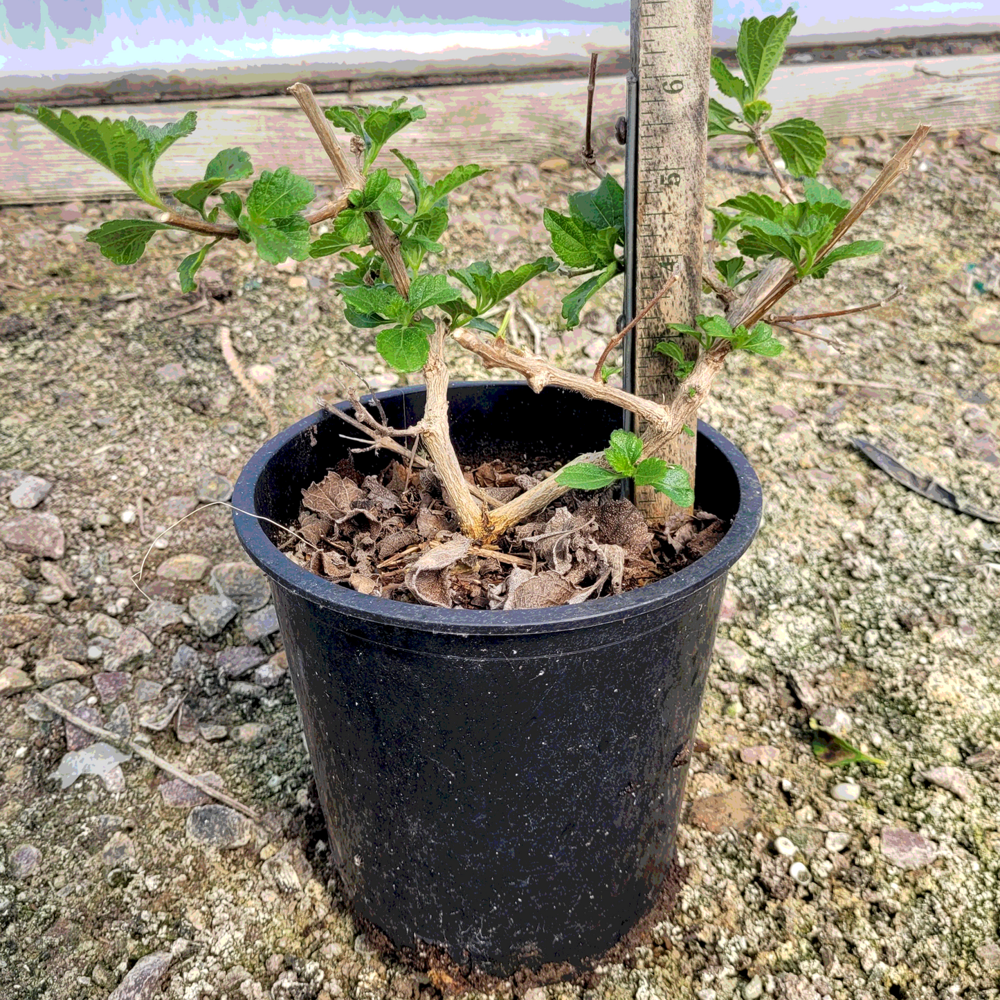 Christine Lantana - 1 Gallon - #299