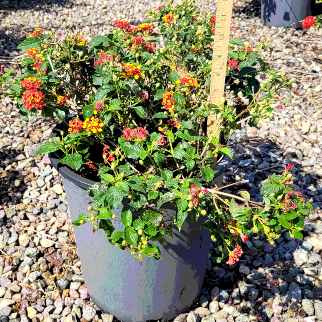 Lantana 'Radiation' - 5 Gallon - #6732