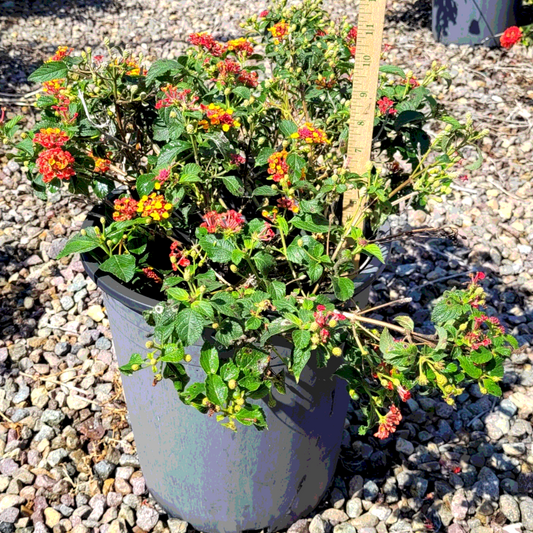 Lantana 'Radiation' - 5 Gallon - #6732