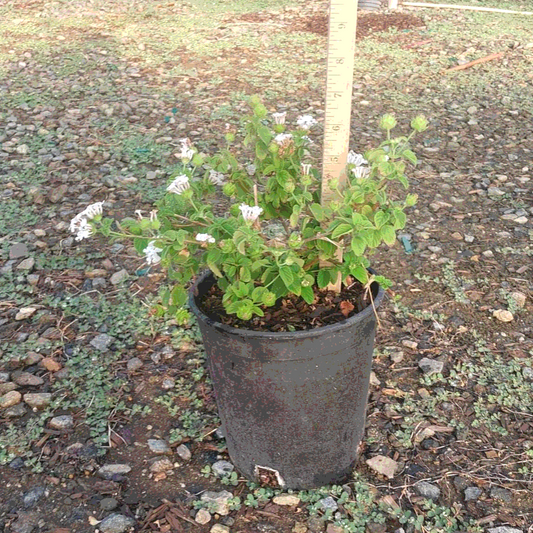 Lantana 'White Trailing' - 1 Gallon - #3764