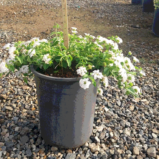 Lantana 'White Trailing' - 5 Gallon - #32280