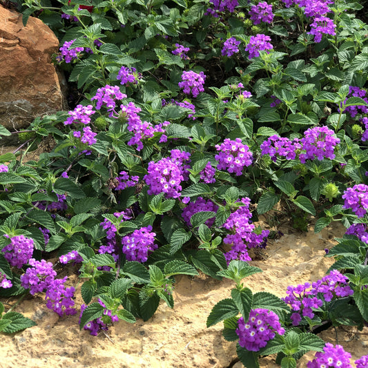 Lantana 'Super Purple' - 1 Gallon - #30222