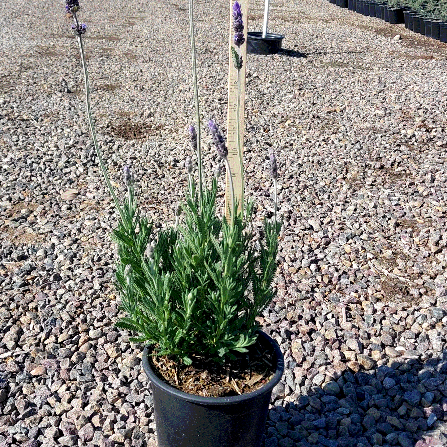Lavender 'French' - 1 Gallon - #892