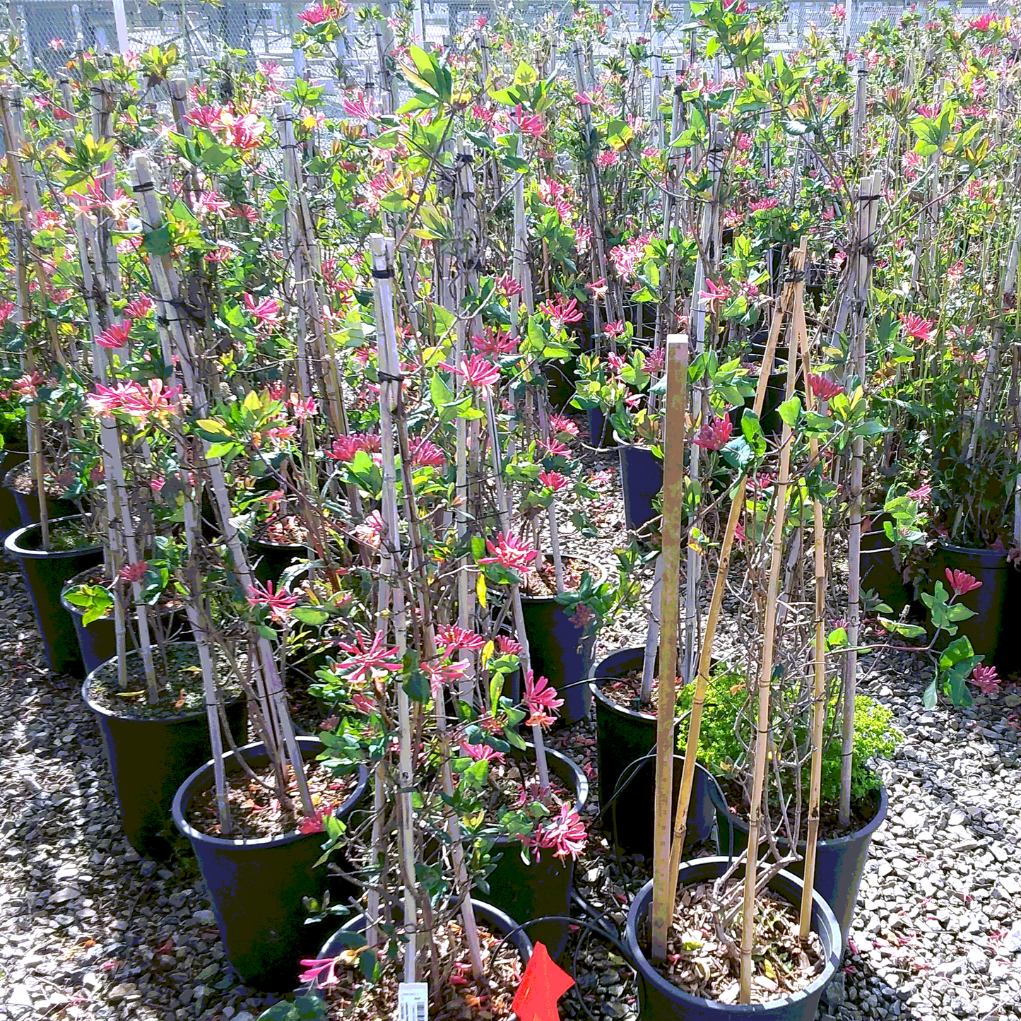 Pink Lemonade Honeysuckle - Staked - 5 Gallon - #30341