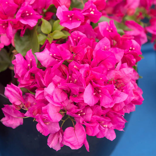La Jolla Bougainvillea - 5 Gallon - #496