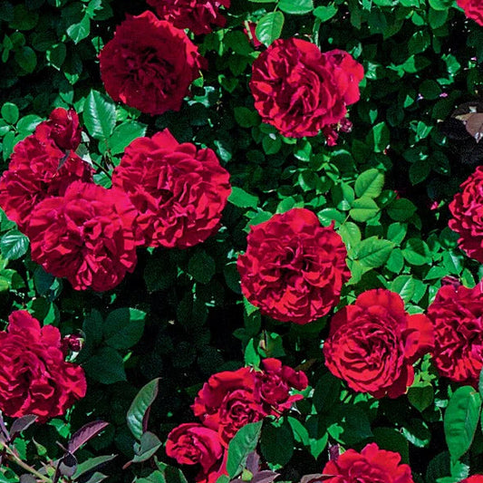 Rose Lady In Red - Climber - TNP - #27797