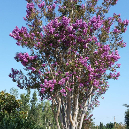 Zuni Crape Myrtle - Tree Form - 15 Gallon - #26213