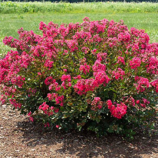 Bellini Raspberry Crape Myrtle - 2 Gallon - #33260