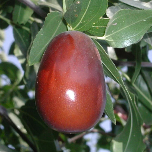 Lang Jujube - Grow Bag - #31708