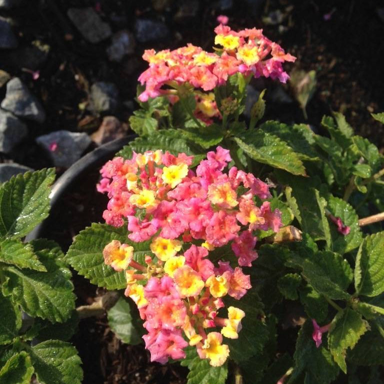 Lantana 'Carnival' - 1 Gallon - #20697