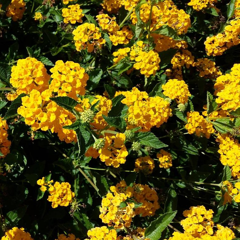 Lantana 'Gold Mound' - 1 Gallon - #4183