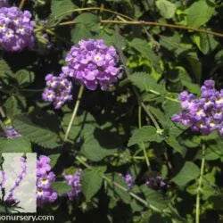 Lantana 'Purple Trailing' - 5 Gallon - #21854
