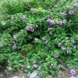 Purple Trailing Lantana - 1 Gallon - #17884