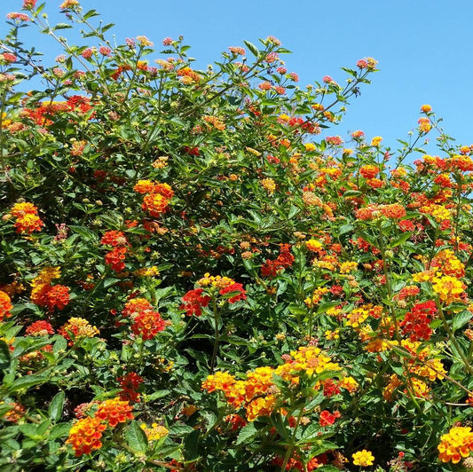 Lantana 'Radiation' - 1 Gallon - #27369