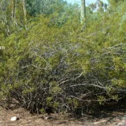 Creosote Bush - 5 Gallon - #6372