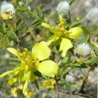 Creosote Bush - 5 Gallon - #6372
