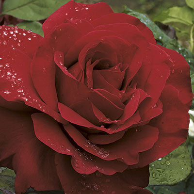 Rose Legends - Hybrid Tea - TNP - #29772