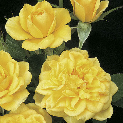 Rose Lemon Drop - Mini / Patio - TNP - #25697