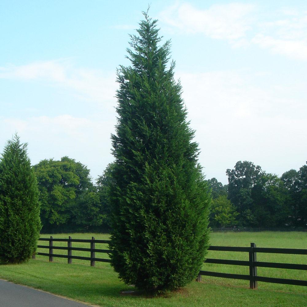 Leylandii Cypress - 1 Gallon - #7616