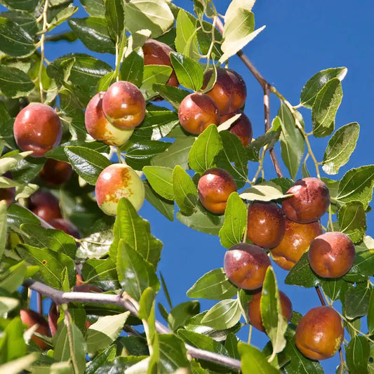 Li Jujube - Grow Bag - #31709